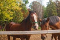 Group of young horses on the pasture Royalty Free Stock Photo