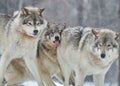 Group of young and hungry wolves in the forest in winter