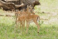 Group of young impala in Tarangire Royalty Free Stock Photo