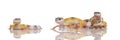 Group of Young Leopard gecko - Eublepharis macular