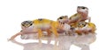 Group of Young Leopard gecko - Eublepharis macular
