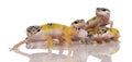 Group of Young Leopard gecko - Eublepharis macular Royalty Free Stock Photo