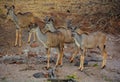 Group of young Lesser kudu Tragelaphus imberbis