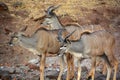 Group of young Lesser kudu Tragelaphus imberbis