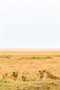 A group of young lionesses in the savannah of the Masai Mara. Kenya, Africa Royalty Free Stock Photo