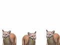 A group of young lionesses on a white background Royalty Free Stock Photo