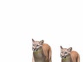 A group of young lionesses on a white background Royalty Free Stock Photo