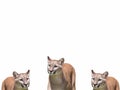 A group of young lionesses on a white background Royalty Free Stock Photo