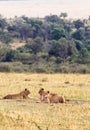 Group of young lions on the grass. Kenya, Africa Royalty Free Stock Photo