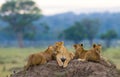 Group of young lions on the hill. National Park. Kenya. Tanzania. Masai Mara. Serengeti. Royalty Free Stock Photo