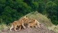 Group of young lions on the hill. National Park. Kenya. Tanzania. Masai Mara. Serengeti. Royalty Free Stock Photo