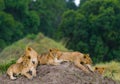 Group of young lions on the hill. National Park. Kenya. Tanzania. Masai Mara. Serengeti. Royalty Free Stock Photo