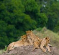 Group of young lions on the hill. National Park. Kenya. Tanzania. Masai Mara. Serengeti. Royalty Free Stock Photo