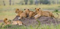 Group of young lions on the hill. National Park. Kenya. Tanzania. Masai Mara. Serengeti. Royalty Free Stock Photo