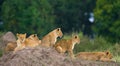 Group of young lions on the hill. National Park. Kenya. Tanzania. Masai Mara. Serengeti. Royalty Free Stock Photo