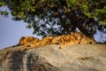 Group of young lions lying on rocks - beautiful scenery of savanna at sunset. Wildlife Safari in Serengeti National Park, Masai Royalty Free Stock Photo