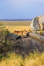 Group of young lions lying on rocks - beautiful scenery of savanna at sunset. Wildlife Safari in Serengeti National Park, Masai