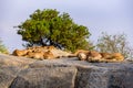 Group of young lions lying on rocks - beautiful scenery of savanna at sunset. Wildlife Safari in Serengeti National Park, Masai Royalty Free Stock Photo