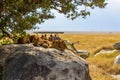 Group of young lions lying on rocks - beautiful scenery of savanna at sunset. Wildlife Safari in Serengeti National Park, Masai Royalty Free Stock Photo