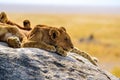 Group of young lions lying on rocks - beautiful scenery of savanna at sunset. Wildlife Safari in Serengeti National Park, Masai Royalty Free Stock Photo