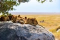 Group of young lions lying on rocks - beautiful scenery of savanna at sunset. Wildlife Safari in Serengeti National Park, Masai Royalty Free Stock Photo