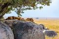 Group of young lions lying on rocks - beautiful scenery of savanna at sunset. Wildlife Safari in Serengeti National Park, Masai Royalty Free Stock Photo