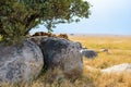 Group of young lions lying on rocks - beautiful scenery of savanna at sunset. Wildlife Safari in Serengeti National Park, Masai Royalty Free Stock Photo