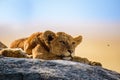 Group of young lions lying on rocks - beautiful scenery of savanna at sunset. Wildlife Safari in Serengeti National Park, Masai Royalty Free Stock Photo