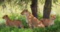 A group of young lions lying under a bush. National Park. Kenya. Tanzania. Masai Mara. Serengeti.