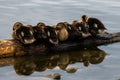 Group of Young Mallards