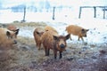 Group of young mangalitsa pigs in the winter on the snow.