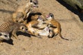 Group of young meerkats