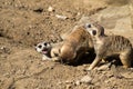 Group of young meerkats