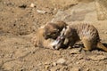Group of young meerkats