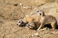 Group of young meerkats Royalty Free Stock Photo