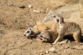 Group of young meerkats