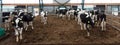 group of young milking dairy cows on a modern farm