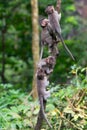 Group of young monkeys climb up a thin tree in the Ubud jungle. Monkeys overcomes difficulties. Royalty Free Stock Photo