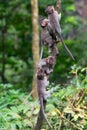 Group of young monkeys climb up a thin tree in the Ubud jungle. Monkeys overcomes difficulties.