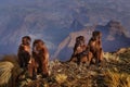 Group of young monkeys on the top of the hills. Gelada Baboon, Theropithecus gelada, Simien mountains NP, monkey behaviour, from