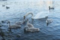 A group of young of Mute Swans and an adult on the water - Cygnus olor at Abbotsbury Swannery, Dorset