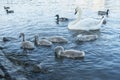 A group of young of Mute Swans and an adult on the water - Cygnus olor at Abbotsbury Swannery, Dorset