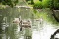 A group of young of Mute Swans on the water - Cygnus olor at Abbotsbury Swannery, Dorset