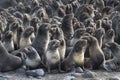 Group of young northern fur seal rookery on Bering