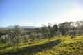 Group of young olive trees at sunset. Umbria Italy Royalty Free Stock Photo