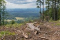 Group of young people tourists hiking walking trail in forest mountain Royalty Free Stock Photo