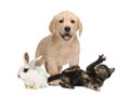 Group of young pets Royalty Free Stock Photo