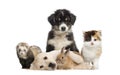 Group of young pets Royalty Free Stock Photo