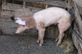 Group of young pigs in local farm, Thailand.