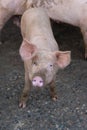 Group of young pigs in local farm, Thailand.